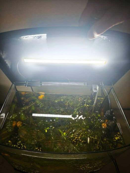 Акваріум 42 літри з креветками і мальками гуппі, барбусів та сомиків