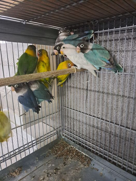 Vendo vários tipos de pássaros