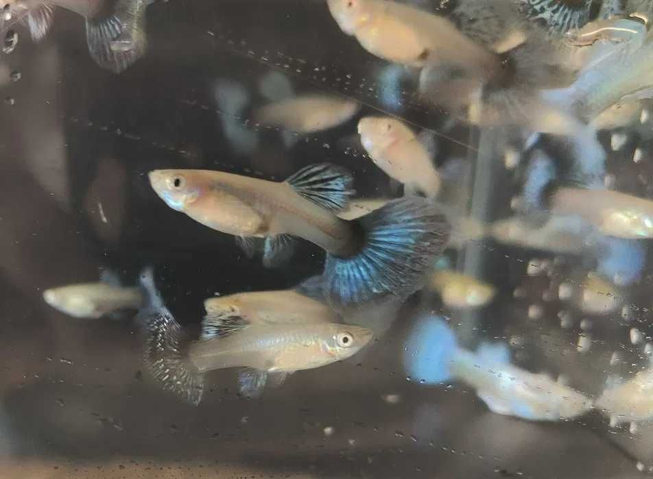 GUPPYS com garantia de envio vivo em Portugal Continental