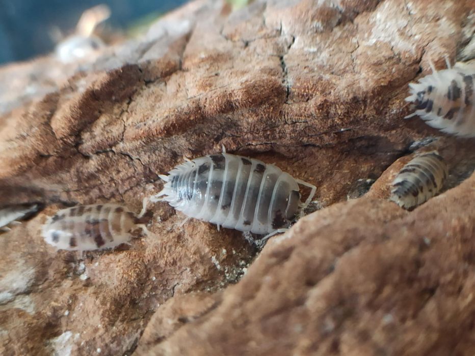 Porcellio laevis dairy cow 10x