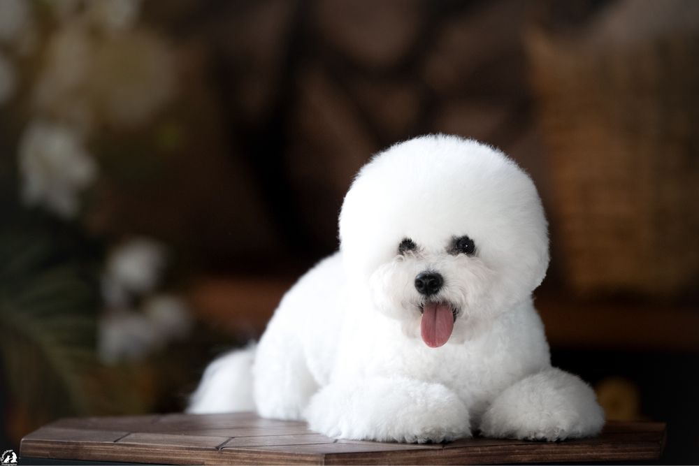 Бишон фризе