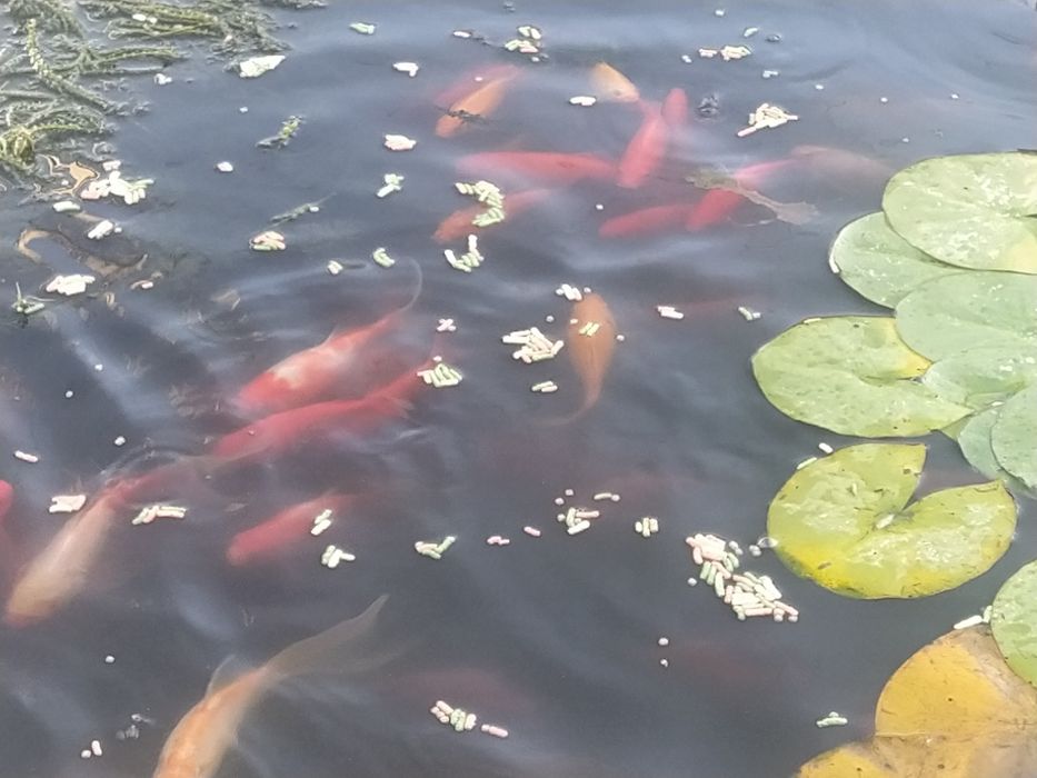 Peixes de água fria