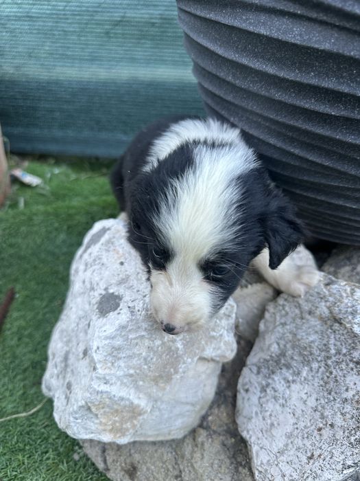 Marvilhoso menino borda collie