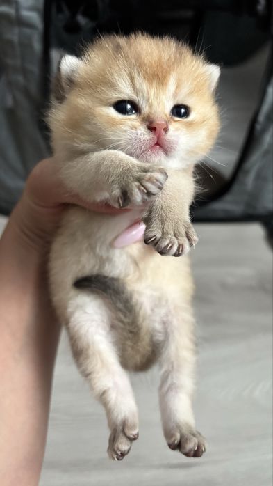 Золотая шиншила  котята