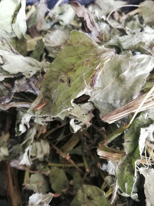 Zestaw ziol dla krolika z sianem 4kg 67zl