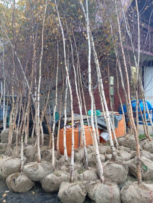 Brzoza 5 m Czarna i Biała grab buk