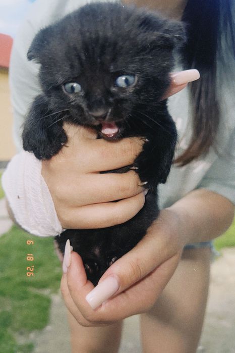 Котик весловухий довгошерстий