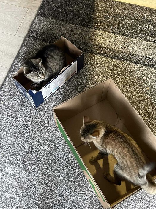 Dwie młode kotki do adopcji