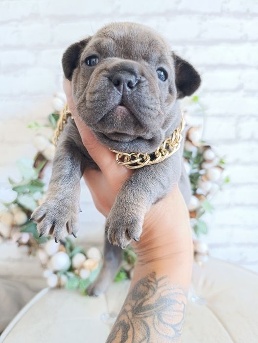 Buldog francuski blu niebieski kolor blue tan chłopak
