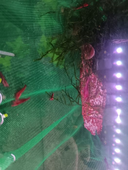 Neocaridinas vemelhos
