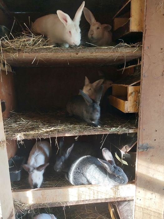 Sprzedam tuszki królicze