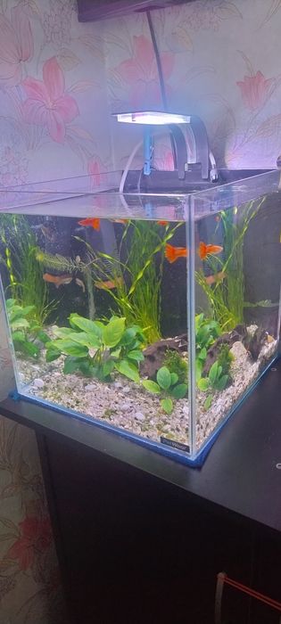 продам аквариум кубик