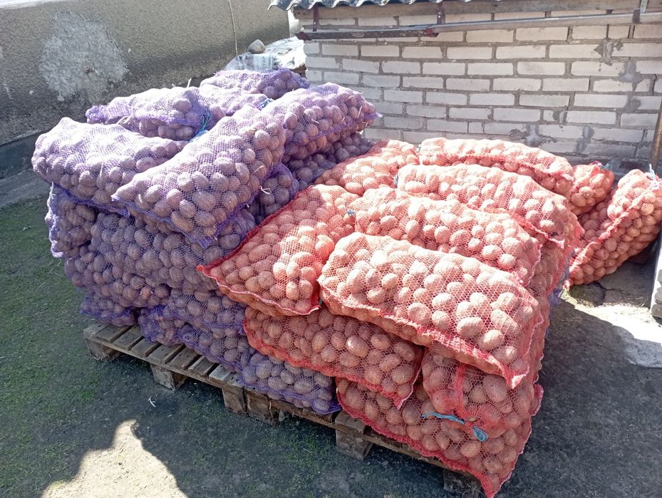 Продам насінневу картоплю Белла Роса,Скарб
