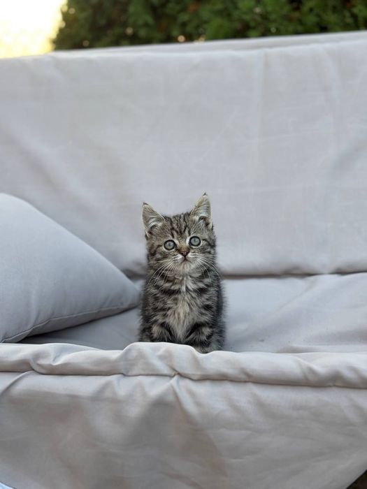 Пропоную милих кошенят