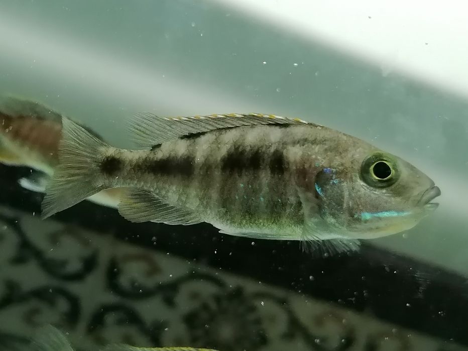 Ciclídeos Africanos- Aulonocaras Collco OB, Baenschi Benga