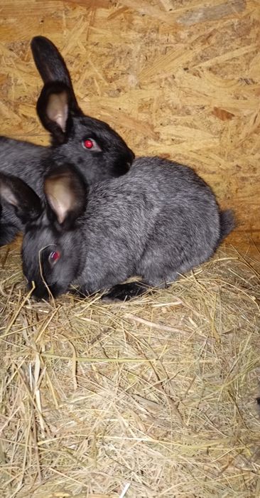 Кролі полтавської срібної породи та бургунці.