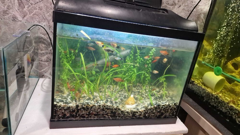 Акваріум приблизно 40 літрів