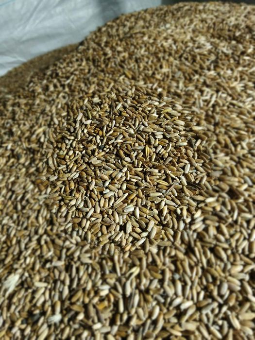 Ostropest Plamisty z Certyfikatem,  Zbiór 2025 r. Doskonały na Olej.