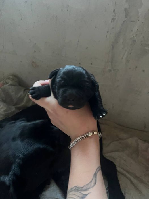 Кане Корсо Продам