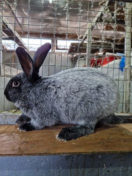 Термонська біла,Панон,Полтавське срібло