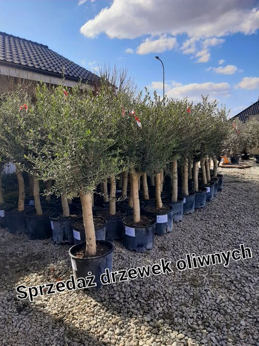Drzewka oliwne, oliwki, olea europea