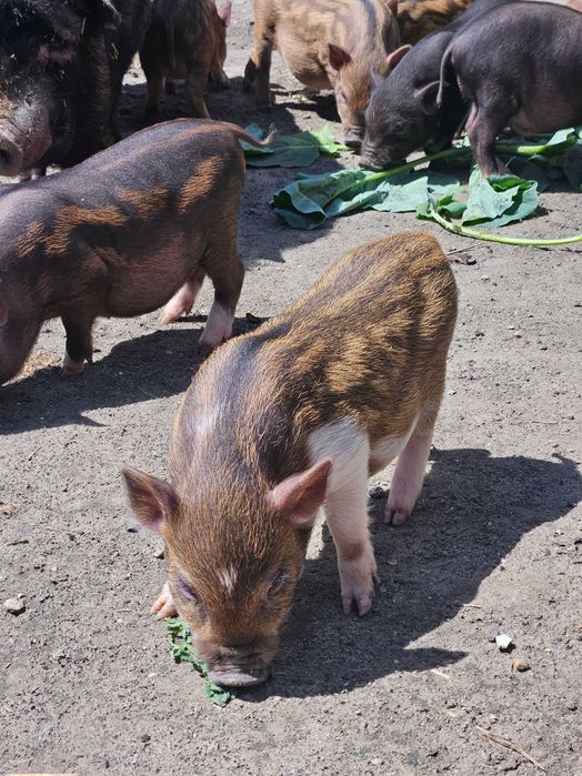 Świnki wietnamskie wietnamki prosiaki