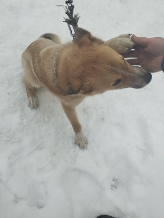 Віддаю песика в добрі руки