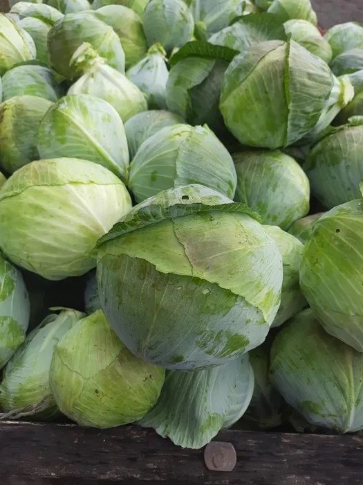 Продам пізню капусту (Агресор)
