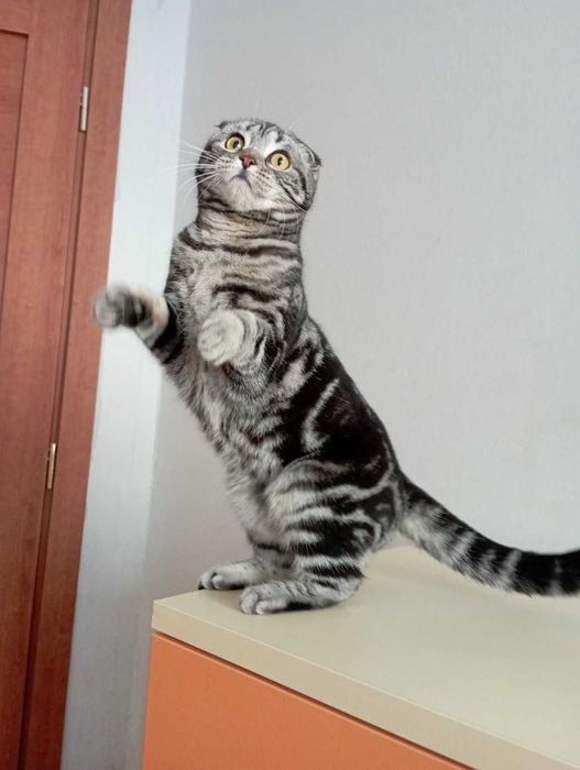 Шотландка висловуха родовідWCF документи клуба картка,нестирилізована