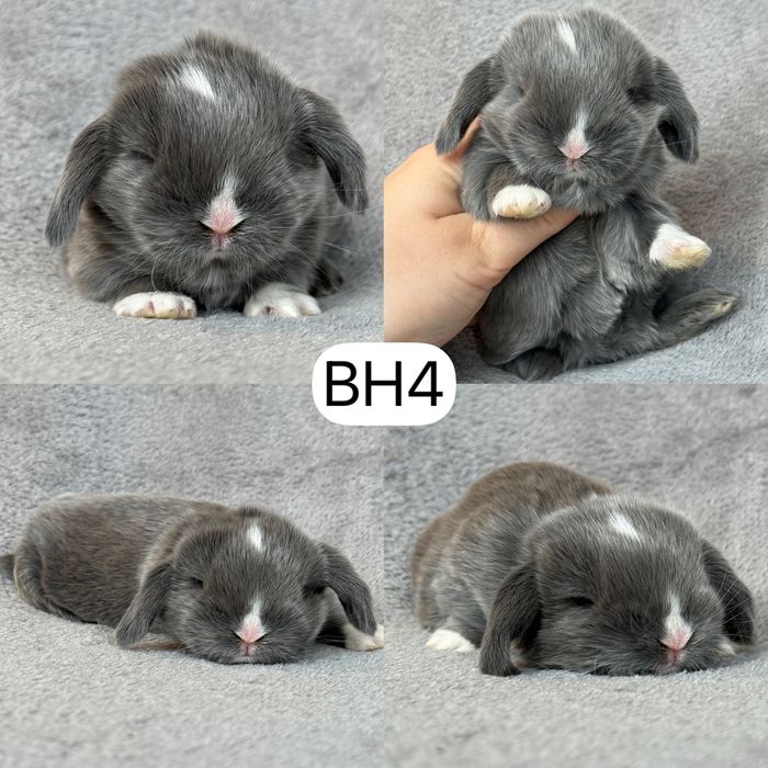 Królik Baranek Miniaturka MINI LOP