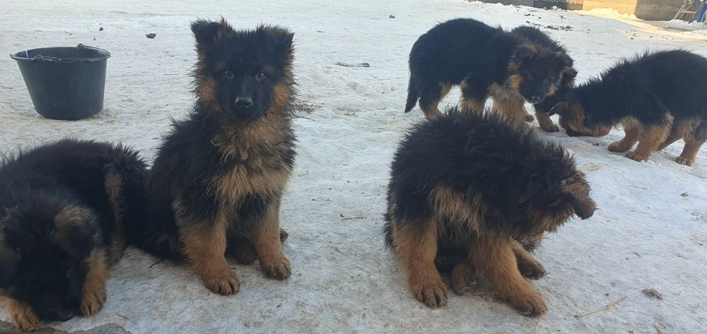 Owczarek niemiecki długowłosy