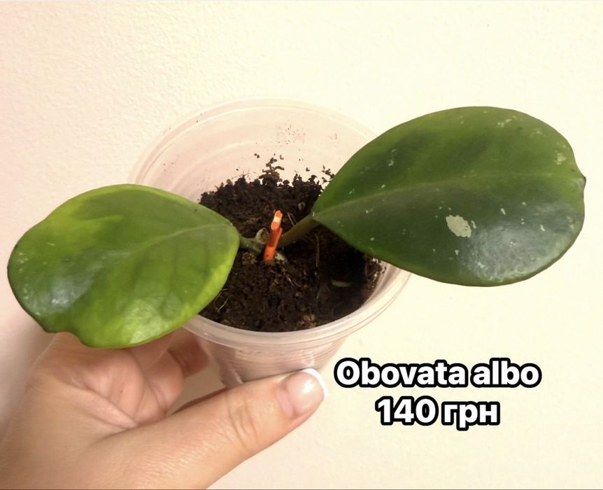 Хойи Blondie Dolichosparte Obovata, sunrise