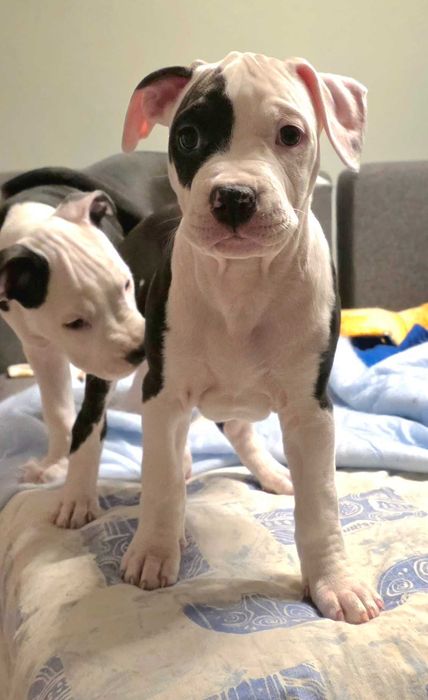 Rezerwacja amstaff- ELPIDA All for You FIC