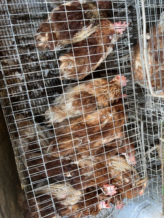 Ломан браук кури несучки