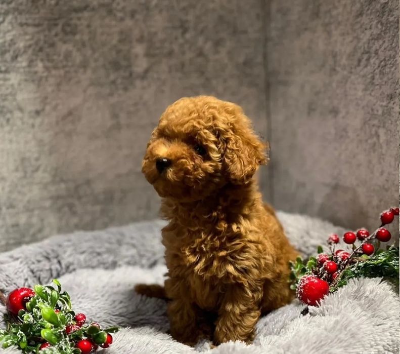 Той пудель цуценята чекають батьків