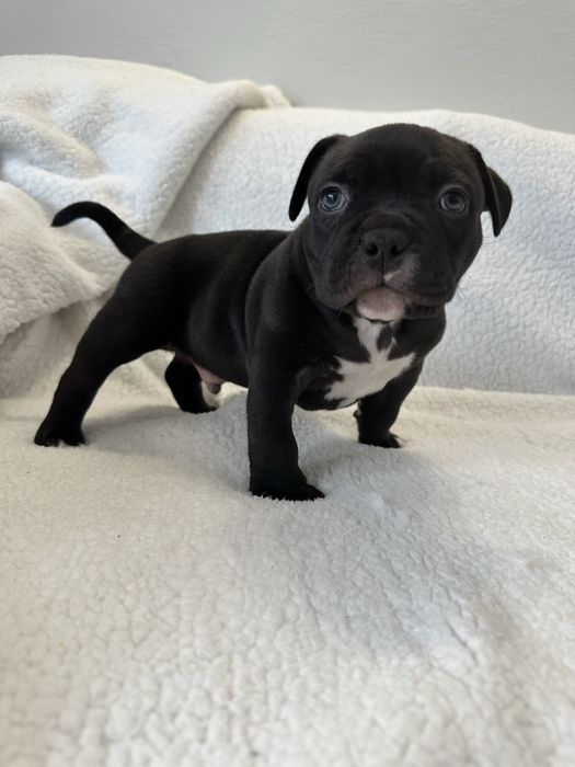Piesek American Bully Pocket