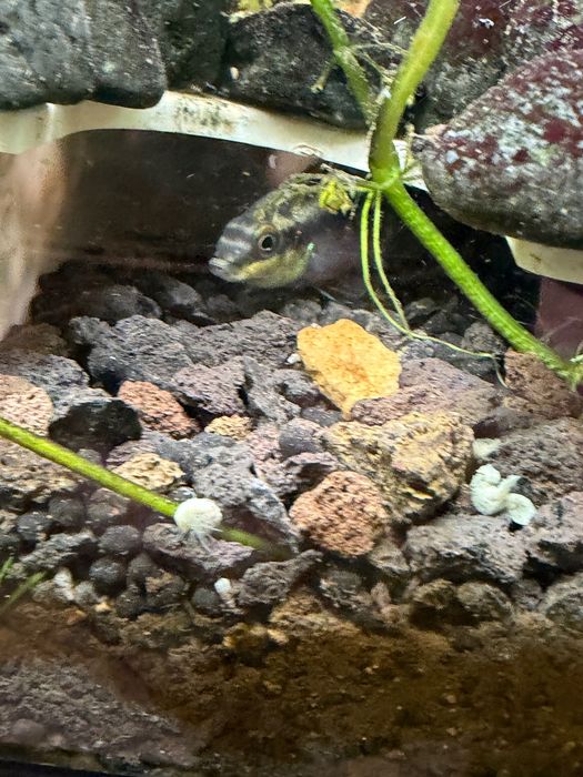 Crias de Kribensis 3/4/5cm desde 1,80€