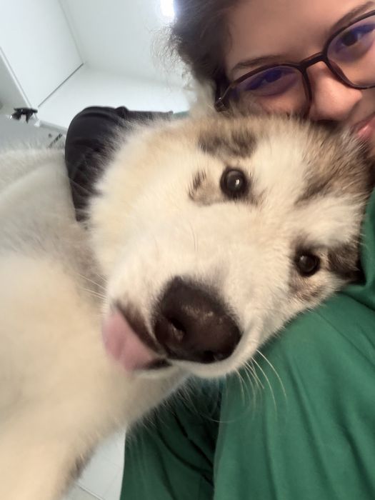 Petsitting Santa Maria da Feira