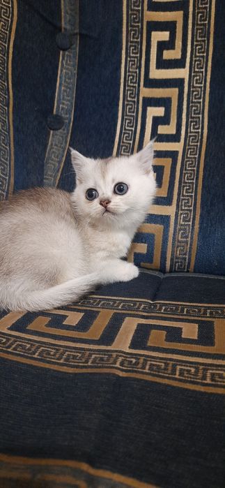 Серебристые шиншиллы прямоухие  котята
