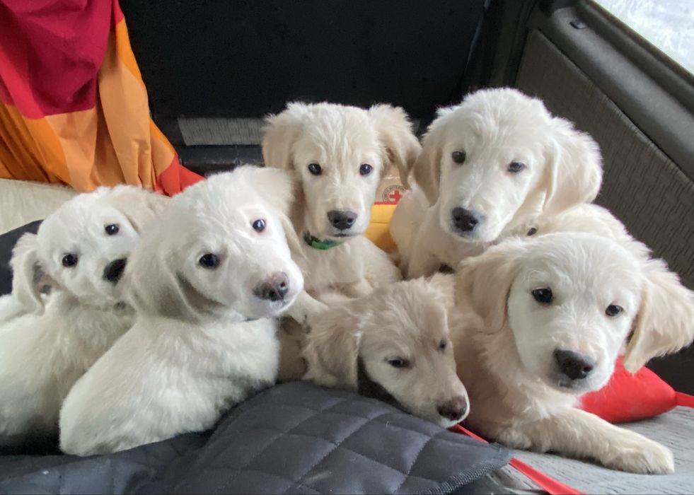 Голден ретрівер (цуценята)