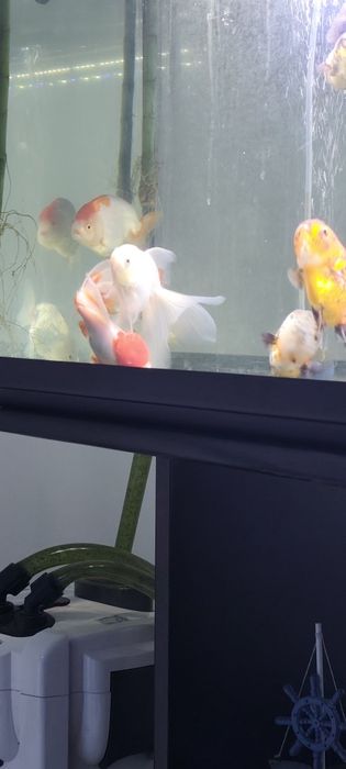 Orandas & Ranchus