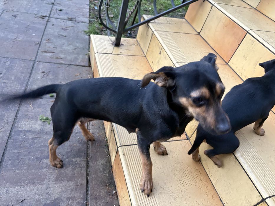 Oddam pieski za darmo