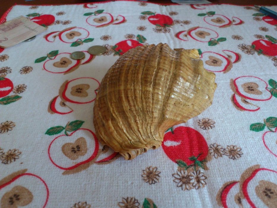 Большая морская раковина 70 годов СССР.