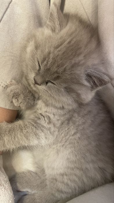 Kotki brytyjskie krótkowłose z rodowodem PZF/WCF