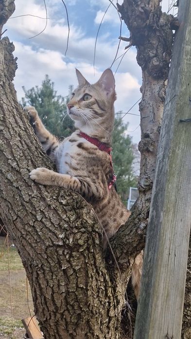 Kocur Savannah F6 SBT