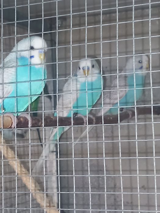 Piriquitos Australianos
