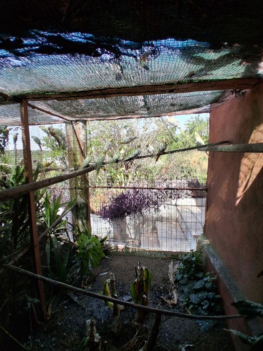 Caturras criadas em viveiro