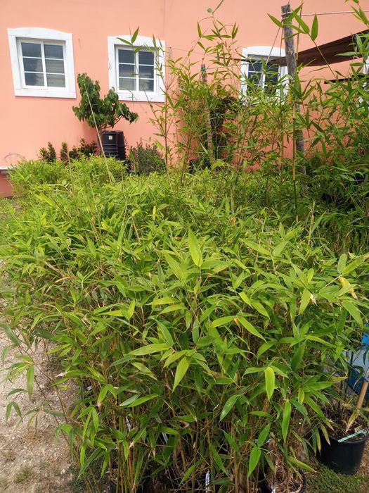 Bambus em vaso de 2 LT... Lindíssimos