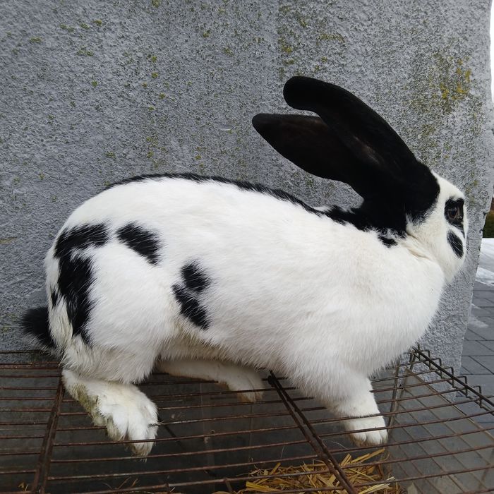 Sprzedam samca srokacz niemiecki hawana i srokacz czarny