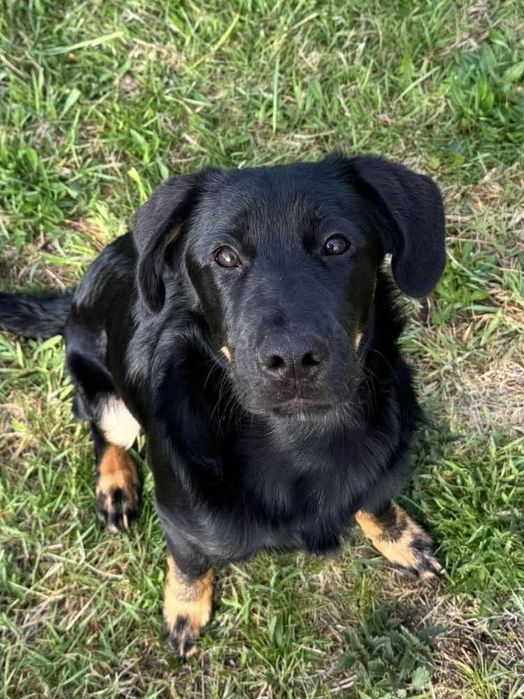 Enzo 5 miesiecy do adopcji